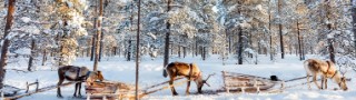 15 tips to do Lapland on a budget