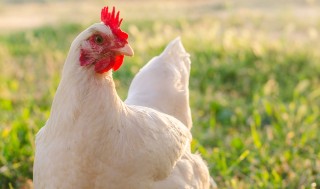 Warning: Supermarkets recall chicken products