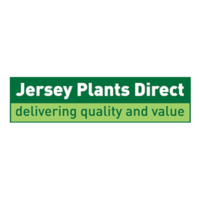 £9 all-in for 45 pansy or viola plug plants