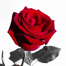 A dozen red roses couriered from £25