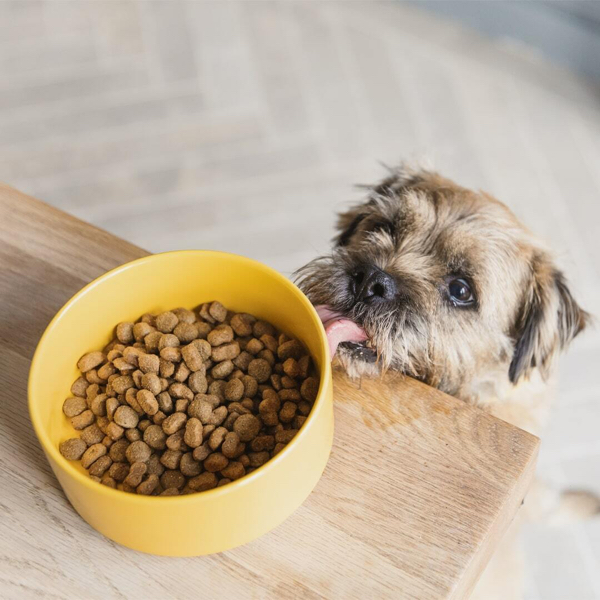 Discount clearance dog food