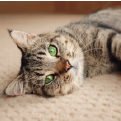 Pet insurance going cheep... 
