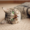 Pet insurance going cheep... 
