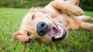 Pet owners planning trips to Europe forced to pay £100+ vet fees due to Brexit uncertainty