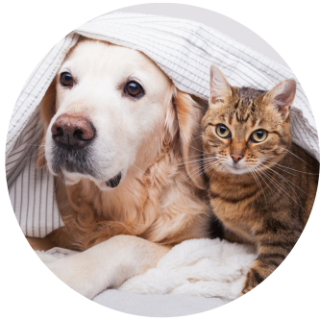 Best pet insurance - cheap dog and cat cover - MSE