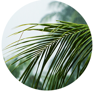 green palm tree