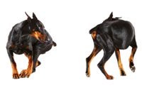 dobermann