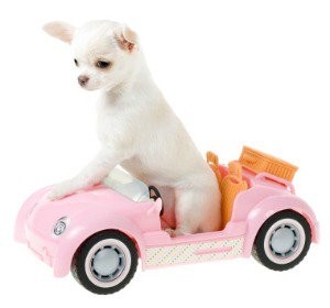 A small white puppy sitting in a pink toy car with one paw on the bonnet.