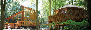 Two wooden cabins on stilts in a sun-dappled, leafy forest.