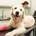 Cheap pet insurance