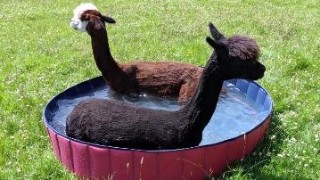 alpacas in a paddling pool
