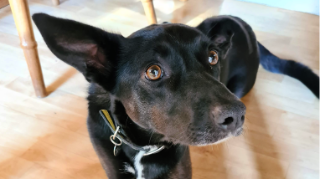 Pet insurance going 'cheep' - hot deals, including a £70 Amazon voucher