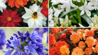£74 Summer plant bundle for £15