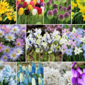 243 spring bulbs £15 delivered