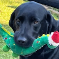 Cheap pet insurance