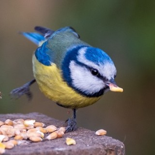 Birds, boxes &amp; birthday bashes – this week&#39;s MSE Forum highlights