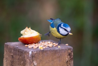 A blue tit eating, next to half an apple and a scattering of seeds