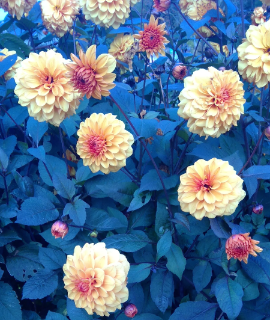 Yellow dahlia flowers against foliage that looks blue-grey in the afternoon light
