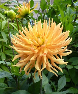 A yellow dahlia in bloom