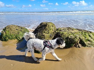 A small black and white dog on a lead explores a beach