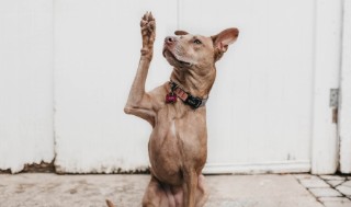 Short-haired brown dog raising one paw as if to ask a question