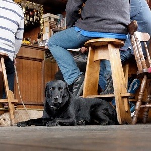 White goods & good dogs – this week's MSE Forum highlights