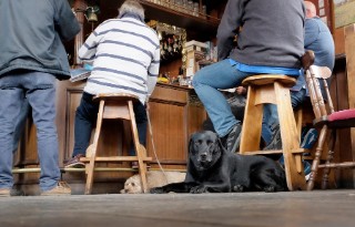 Men on stools sitting round a bar, with two dogs lying on the floor