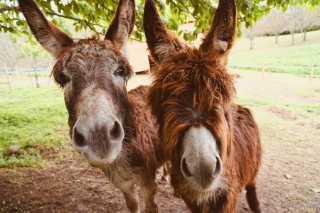 A pair of brown donkeys stood under a tree, looking into the camera