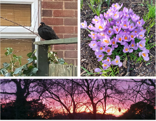A blackbird, crocuses and a violet sunset with tree silhouettes