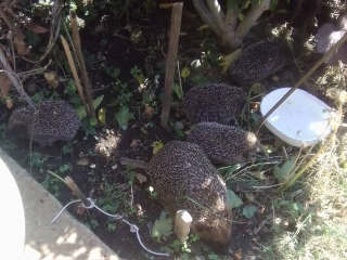 Four hedgehogs (a mother and three babies) on patchy soil and grass, viewed from above