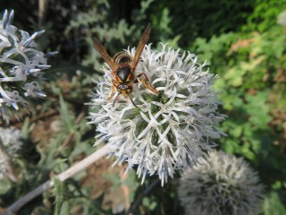 A photograph of a hornet on top of a flower