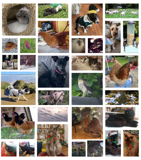 A collage of animal photos including cats, dogs and hens