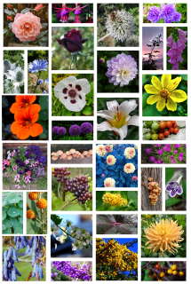 A collage of flowers and plants
