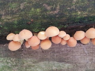 Many beige mushrooms growing between wood slats