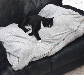 A black and white cat snoozes on a large grey bed