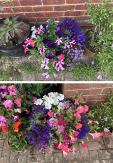 Pots of geraniums, begonias, petunias and lobelias in white, pink, purple and lilac