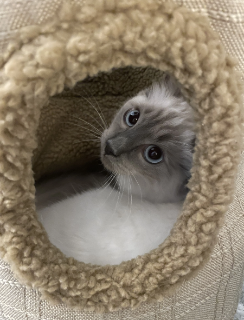 A grey and white kitten with blue eyes