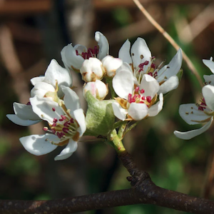 Bonds, blossom &amp; bailing builders – this week&#39;s MSE Forum highlights