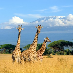 Safari, stereos &amp; subpar seating – this week&#39;s MSE Forum highlights
