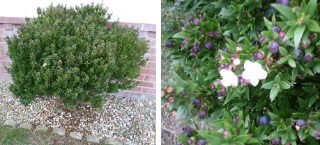 A green shrub with purple berries and white blossoms