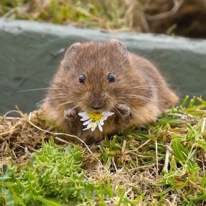 Voles, vendors &amp; voided documents – this week&#39;s MSE Forum highlights