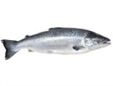 A Wonga loan to go to the pub? I should beat you with a salmon A Wonga loan to go to the pub? I should beat you with a salmon