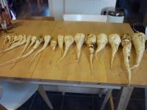 My super mutant ninja parsnips My super mutant ninja parsnips