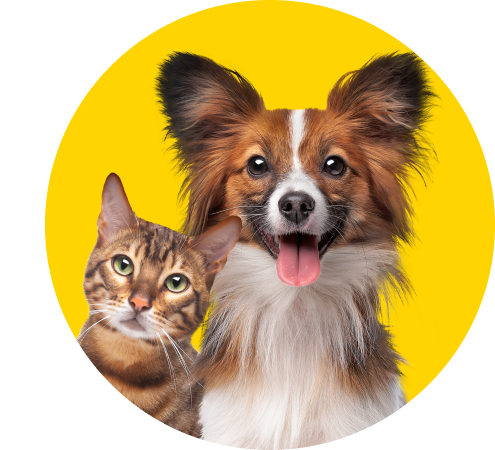 Find the top comparisons to use and hot deals they miss in MSE's Cheap pet insurance guide.