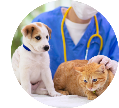 MSE's cheap pet insurance guide