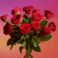 Valentine&#39;s deals: £5 for a dozen roses