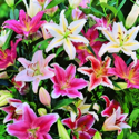 48 oriental lily bulbs for £8
